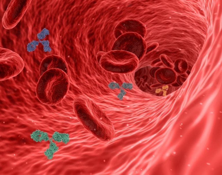 Gli anticorpi neutralizzanti contro SARS-CoV-2 persistono nel sangue per almeno otto mesi dopo l’infezione
